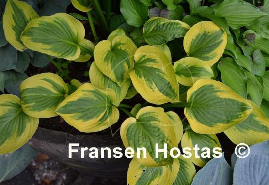 Hosta Sultana